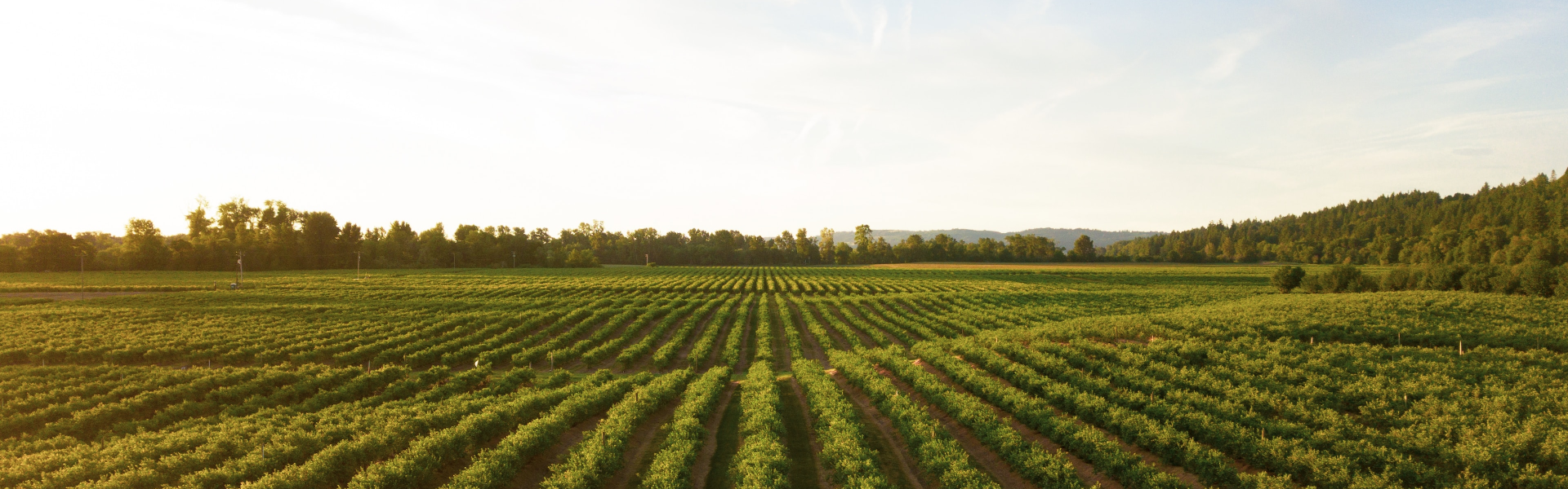 Stiftelsen Lantbruksforskning Blogg Hero