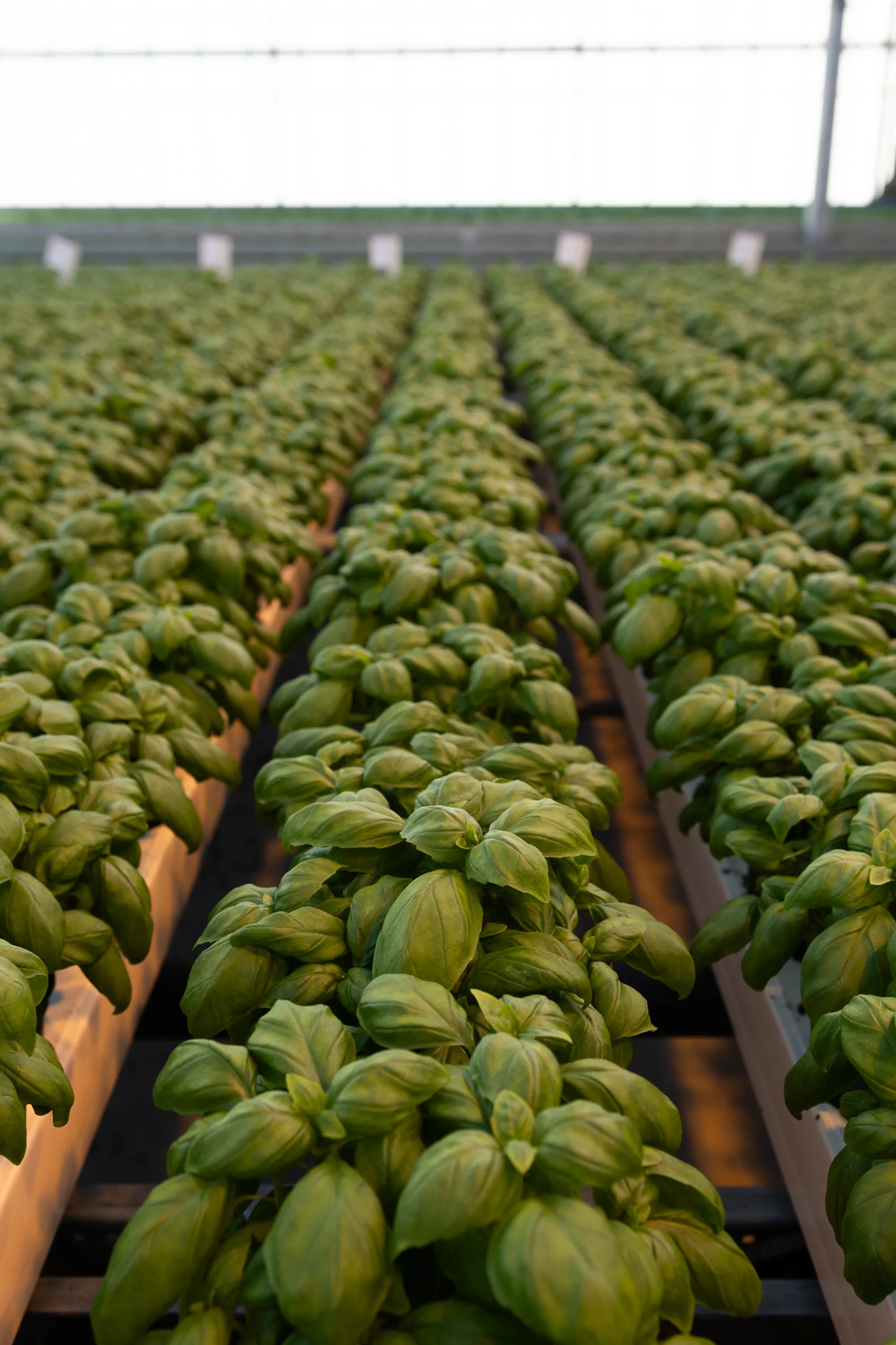 Basilika som odlas i Svegros växthus