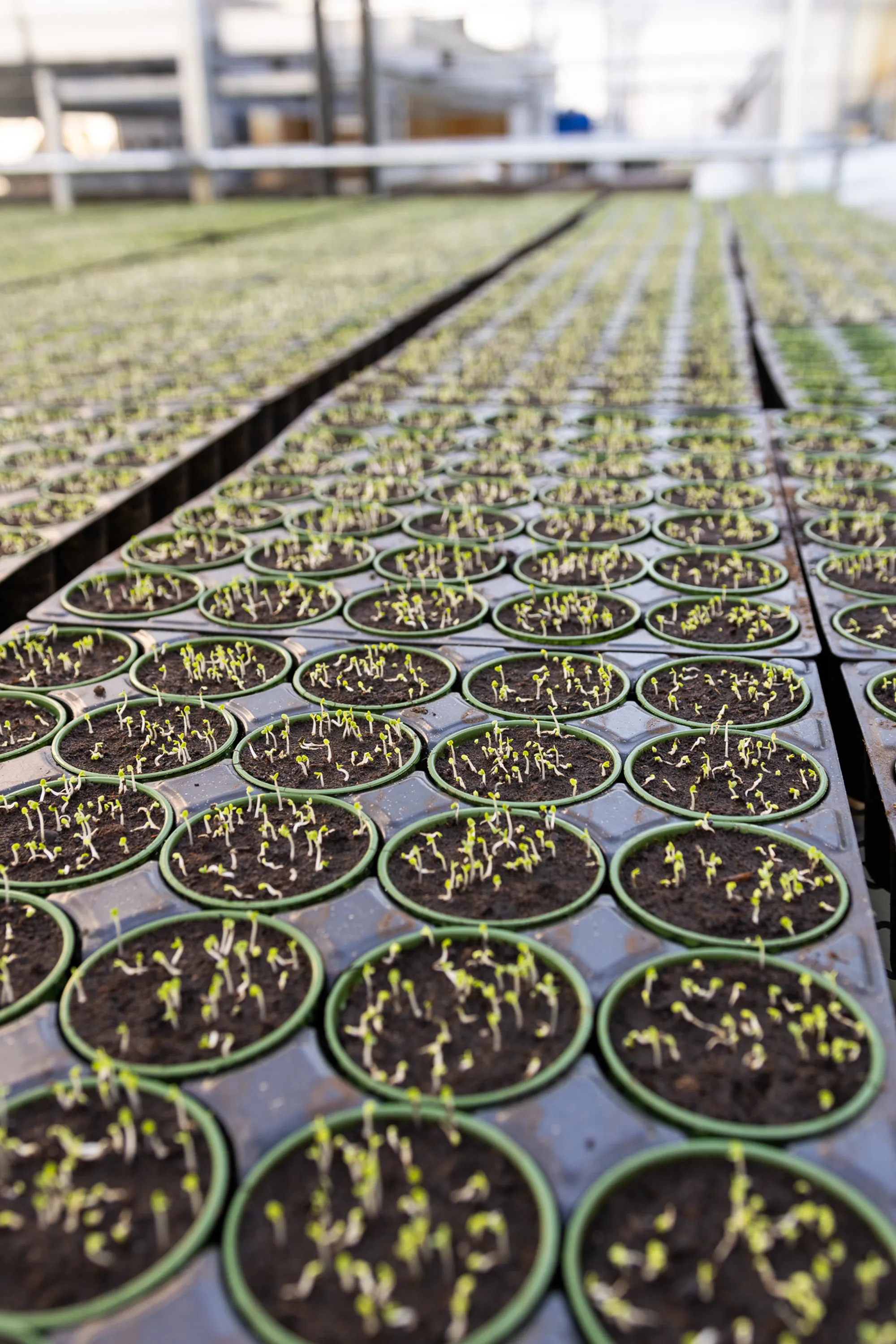 Färska örter och sallad hos Svegro